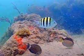 live underwater webcams fish and