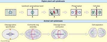 Check spelling or type a new query. Cell Division Plant Like Properties Of Animal Cell Cytokinesis Current Biology