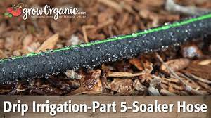drip irrigation part 5 using soaker
