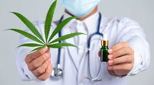 Cannabis medicinal: desafios, regulamentação e onde comprar