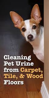 urine trouble cleaning pet stains from