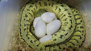 carpet python laying eggs you