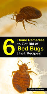 6 home remes to get rid of bed bugs