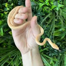 albino darwin reptiles hibians