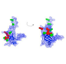 세포를 젊게 유지하는 방법: 텔로미어 형성 단백질이 접히는 방식 ... 사진