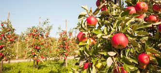 Imagine having a single apple tree with a dozen or more apple varieties! Planning Your Homestead Orchard Benefits Of Dwarf Trees The Prepper Journal