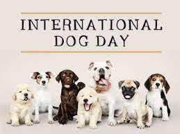 Happy international dog day from steve and rambo! C5b7niimfodxzm