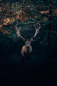 wildlife wallpapers for