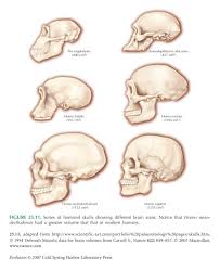 Brain Size Early Humans Human Evolution Biology