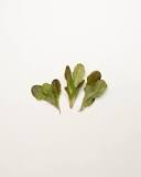 What is red oak lettuce?