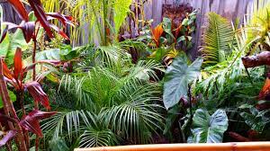 Daniel S Tropical Garden In Australia