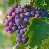 Who should not take grape seed extract?