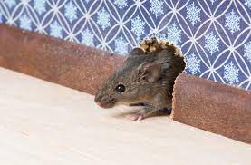 How Do Exterminators Get Rid Of Mice