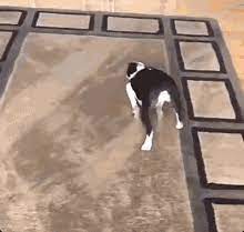 dog carpet gif dog carpet slide