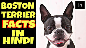 boston terrier facts that you should
