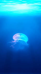jellyfish wallpapers top 25 best
