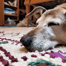 dog sleeping on carpet creative fabrica