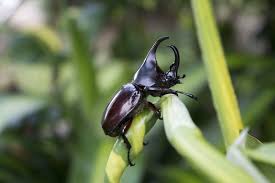 black beetles facts harms causes and