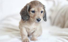 cream miniature dachshunds dogs puppy