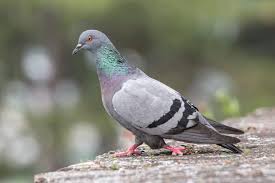 8 Scents That Pigeons And How To