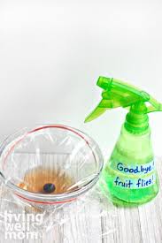 diy natural fruit fly trap essential