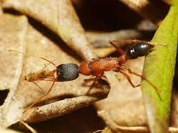 indian jumping ants have ability to