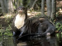 Giant Otter Facts Habitat Diet Life Cycle Baby Pictures