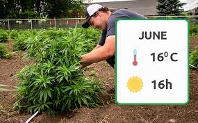 growing weed in the uk month by month