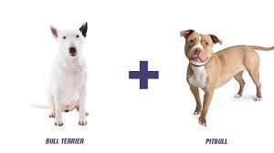 bull terrier pitbull mix a complete