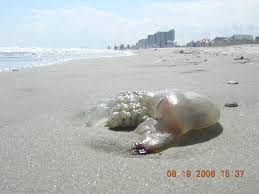 north myrtle beach sc jellyfish in