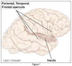 cerebral lobes insular lobe