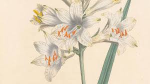 Paradisea liliastrum (L.) Bertol. | Plants of the World Online | Kew ...
