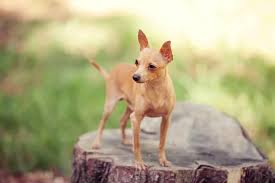 russian toy terrier stock photo by