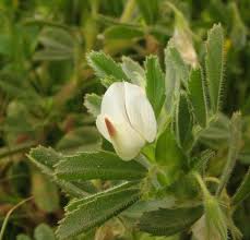 Ononis biflora (Two-flowered Restharrow) : MaltaWildPlants.com ...