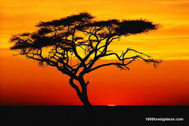 Download the silhouette in eps, jpg, pdf, png, and svg formats. Acacia Africa Sunset African Tree Sunset Africa