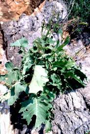 Brassica macrocarpa - Useful Temperate Plants