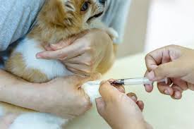Doing A Blood Glucose Curve At Home For A Diabetic Dog