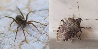 They eat dead plants and clean the environment. 15 Common House Bugs To Know What Insects Live In Houses