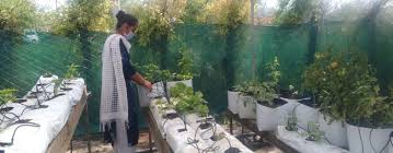 Soilless Roof Top Garden Welcome To