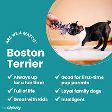 boston terrier breed characteristics