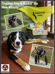 I decided to make a wheelchair so he could walk. Tripawd Dog Wheelchair Training Tips For Front Leg Amputees