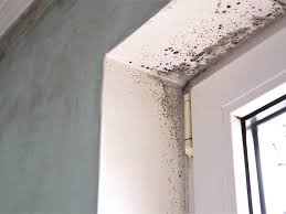 Can Mold Cause Cancer Latest Research