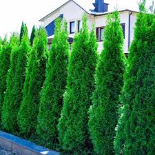 Buy directly from the grower and get the freshest, healthiest trees at the best prices. Thuja Occidentalis Smaragd Emerald Green Arborvitae Tree Pot