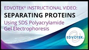 sds polyacrylamide gel electropsis