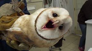 Owls are always hooting for a specific intention. Barn Owl S Screams Will Haunt Your Dreams