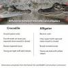 Difference Between Alligators & Crocodiles