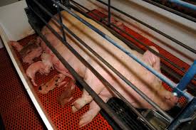 is farrowing crate design a constraint