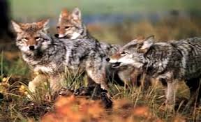Image result for coyotes