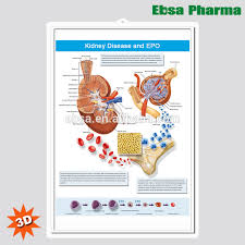 3d Medical Human Anatomy Wall Charts Poster Kidney Disease And Epo Buy 3d Chart Human Anatomy Wall Poster Kidney Disease And Epo Product On