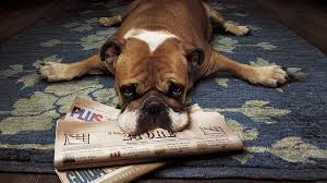 funny carpet newspaper dog hd